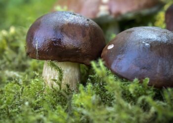 Unveiling the Mysteries of Natural Water Sources in the Wilderness: A Guide