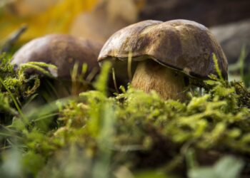 Essential Tips for Survival Fishing for Beginners in the Wild: A Starter Guide