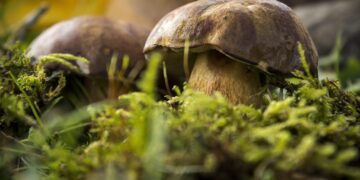 Essential Tips for Survival Fishing for Beginners in the Wild: A Starter Guide