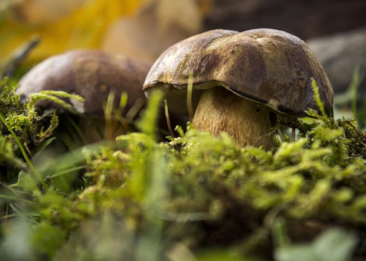 Essential Tips for Survival Fishing for Beginners in the Wild: A Starter Guide