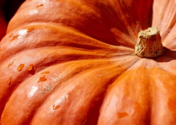 Mastering Your Wilderness Survival Food List: Essential Tips and Tricks