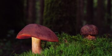 Ultimate Guide to Staying Safe: The Backcountry Water Purification Guide