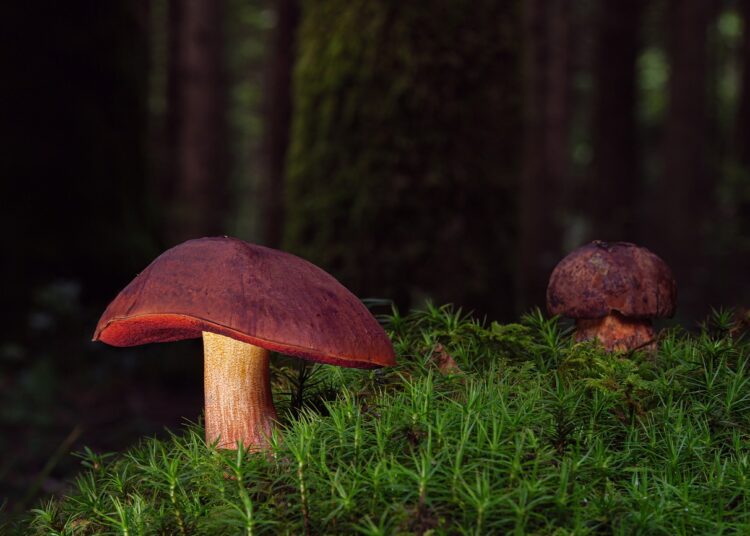 Ultimate Guide to Staying Safe: The Backcountry Water Purification Guide