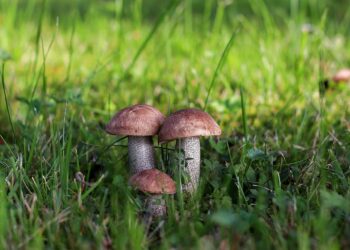 Essential Tips on How to Find Clean Water While Hiking - Stay Hydrated Safely