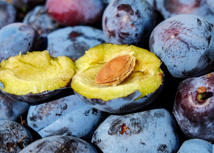 Survival Skills: How to Find Food in the Wilderness