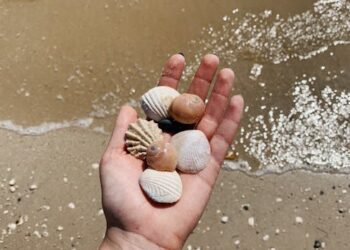 Unlocking Nature's Pantry: A Beginner's Guide to Bushcraft Food Foraging Basics