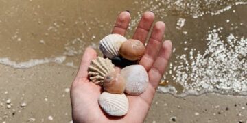 Unlocking Nature's Pantry: A Beginner's Guide to Bushcraft Food Foraging Basics